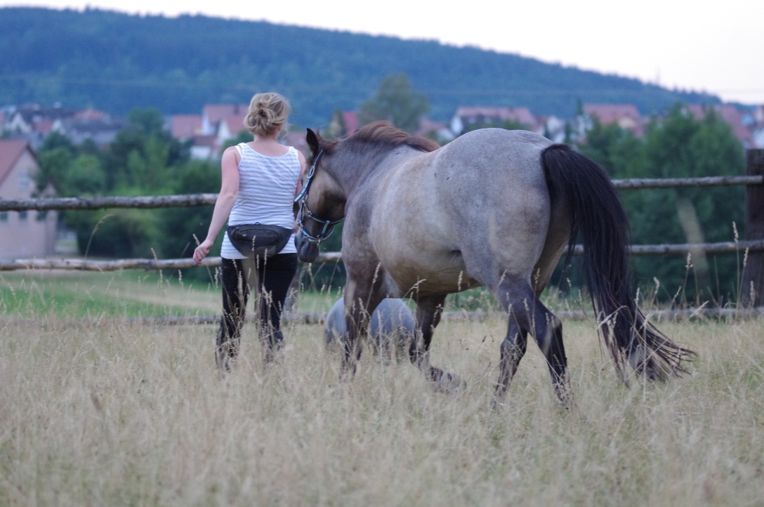 Pferdetraining